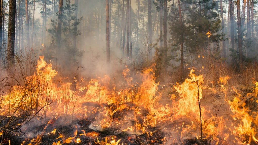 野火在林中燃烧。