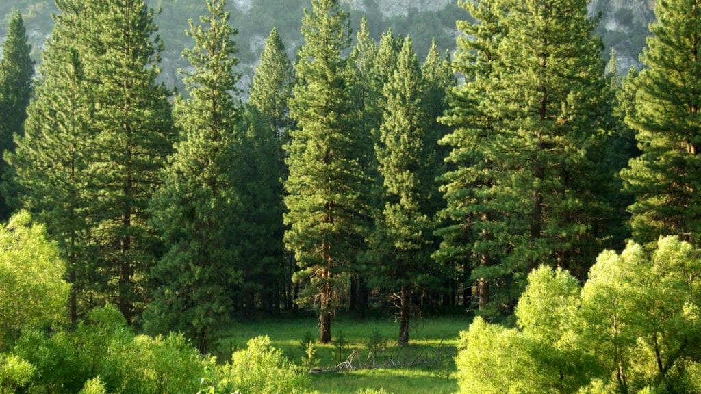 Green forest in park
