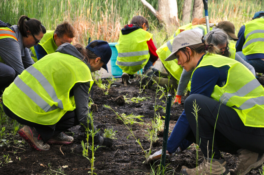Voluntários plantam árvores num parque local.