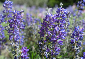 beautiful wildflowers in a field